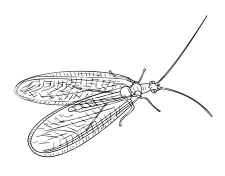 Vector illustration, isolated Neuroptera insect in black and white colors, outline hand painted drawingのイラスト素材