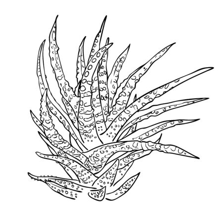 Vector illustration, isolated decorative aloe houseplant in black and white colors, outline hand painted drawingのイラスト素材