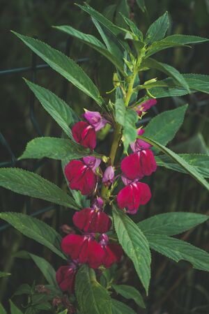 Macro photo of blooming red flowers on blurred bokeh backgroundの写真素材