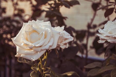 Macro photo of blooming rose flowers on blurred bokeh backgroundの写真素材