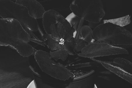 Violet Saintpaulia houseplant flower with leafs in black and white colorsの写真素材