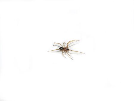 Macro photo of a small brown wolf spider isolated on a white backgroundの写真素材