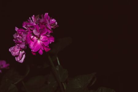 Close photo of a Pelargonia houseplant with pink flowersの写真素材