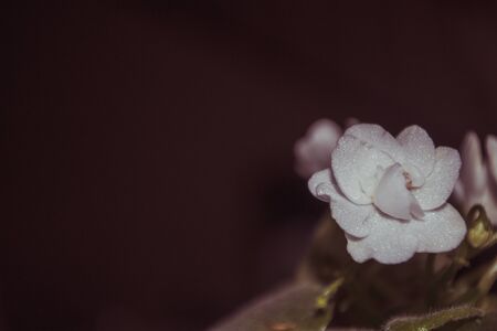 Close photo of a violet houseplant with white flowers and copy spaceの写真素材