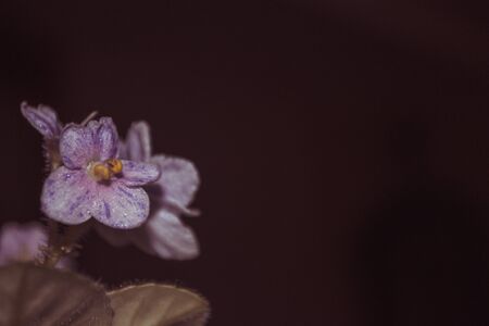 Close photo of a violet houseplant with flowers and copy spaceの写真素材