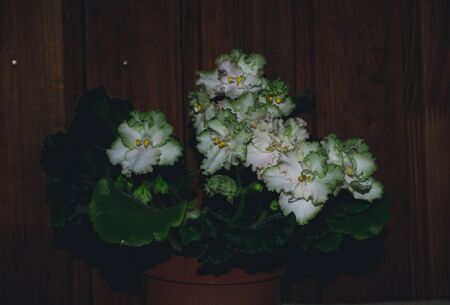 Close photo of a violet houseplant with flowers and green leavesの写真素材