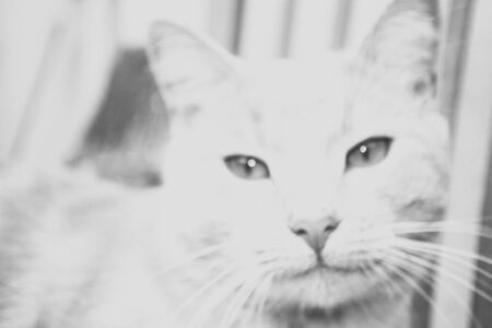 Close photo of cat face. Black and white portrait, very soft focusの写真素材