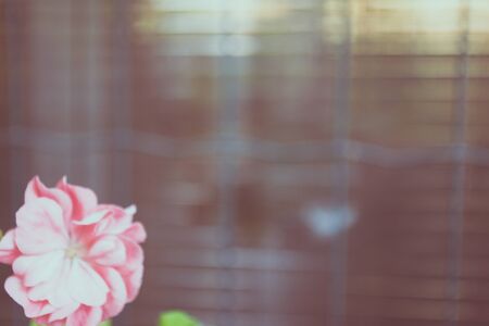 Blurred photo of an houseplant with pink flower in bloom on brown background. Copy spaceの写真素材