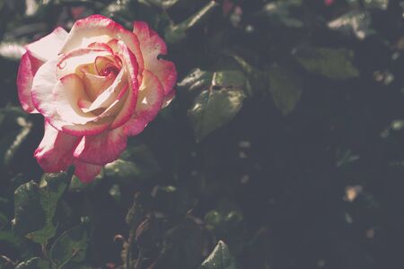 Art photo, flowers and leaves of a living rose on a bush in soft shadesの写真素材