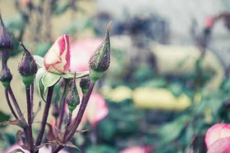 Art photo, flowers and leaves of a living rose on a bush in soft shadesの写真素材