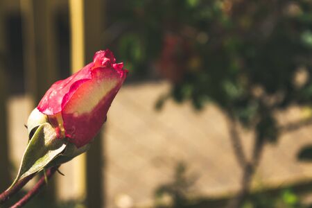 Art photo, flowers and leaves of a living rose on a bush in soft shadesの写真素材