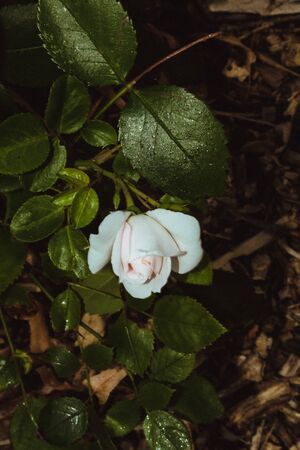 Photo with flower of blooming pink rose garden plantの写真素材