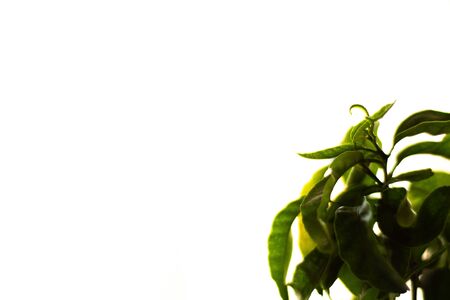 Nature background, mandarin plant branch with green leaves and empty copy spaceの写真素材