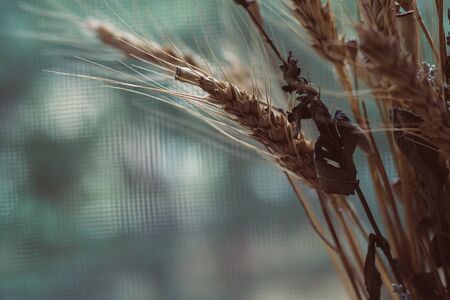 Nature blurred background with empty copy space and dry grass, flowers and wheat spikeletsの写真素材