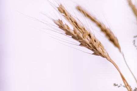 Nature blurred background with empty copy space and dry wheat spikelets
