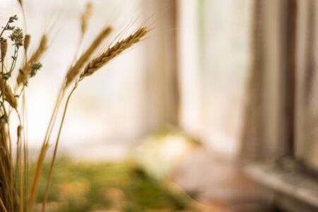 Nature blurred background with empty copy space and dry grass, flowers and wheat spikelets