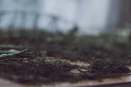 Edible plant - Dried dill on a white backgroundの写真素材