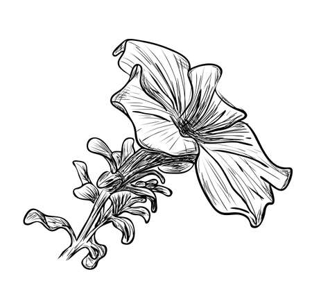Vector illustration, isolated petunia flower sketch in black and white colors, outline original hand painted drawingのイラスト素材
