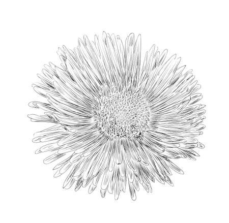 Vector illustration, isolated aster flower in black and white colors, outline original hand painted drawingのイラスト素材