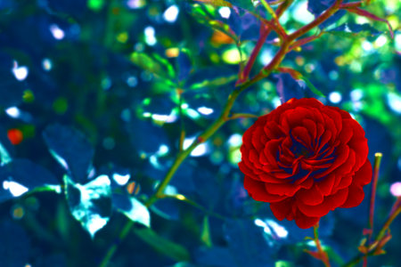 Beautiful artistic nature background with bright red rose flower, art creative photoの写真素材
