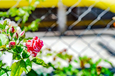 Potted cyclamen houseplant with blooming pink flowersの写真素材