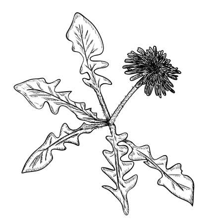 Vector illustration, isolated dandelion flower in black and white colors, original outline hand painted drawingのイラスト素材