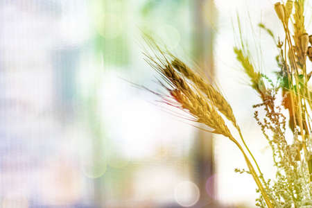 Soft warm nature spring natural background with pronounced bokeh and blur