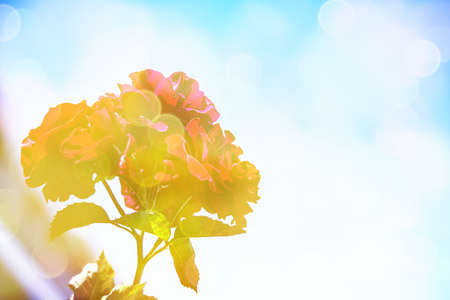 Soft warm nature spring natural background with pronounced bokeh and blur