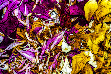 Artistic realistic illustration of a dry rose petals of pink, white, yellow and red colors. Original floral design backgroundの写真素材