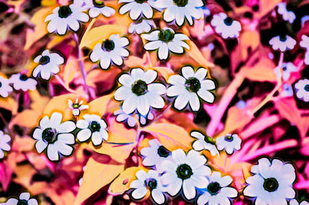 Artistic realistic illustration of toned natural floral background design with beautiful flowersの写真素材