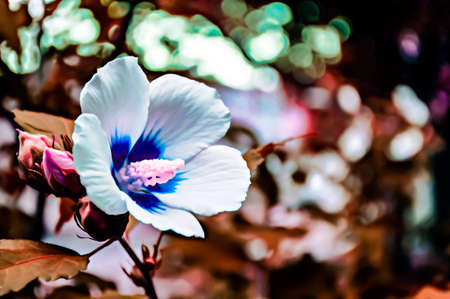 Artistic realistic illustration of toned natural floral background design with beautiful flowerの写真素材