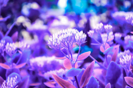 Artistic realistic illustration of toned natural floral background design with beautiful flowersの写真素材