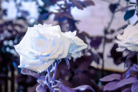 Artistic realistic illustration of toned natural floral background with beautiful rose flowersの写真素材