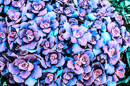 Artistic realistic illustration of toned natural floral background with beautiful succulent flowers