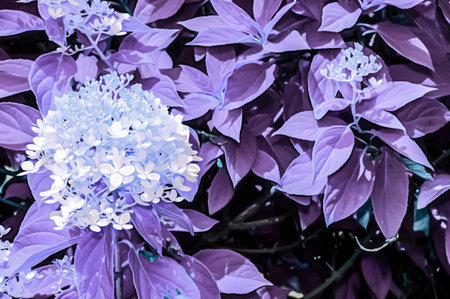 Artistic realistic illustration of toned natural floral background with beautiful flowersの写真素材