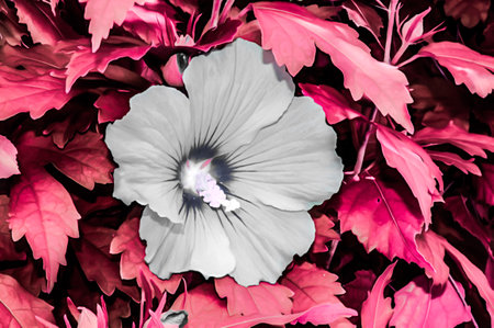 Artistic realistic illustration of toned natural floral background with beautiful flower