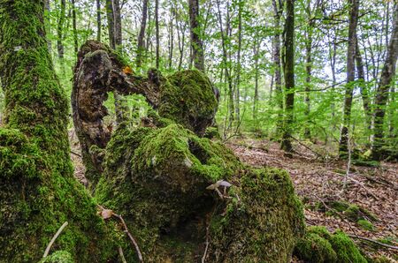Stump in the forest, covered with moss and mushroom.の写真素材