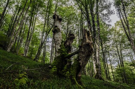 Strange shaped stump in the forest, covered with moss.の写真素材