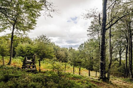 Inside the green forest in Spain.の写真素材