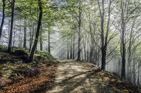 Into the mystic forest of Navarra in Spain.の写真素材