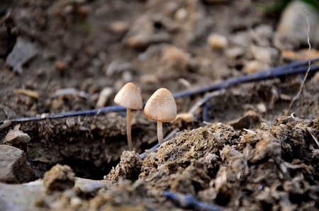 Mushrooms in the forest of Navarra in Spainの写真素材