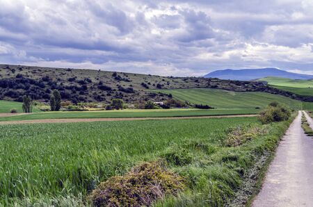 Beautiful and colorful fields in Navarra, Spain.の写真素材