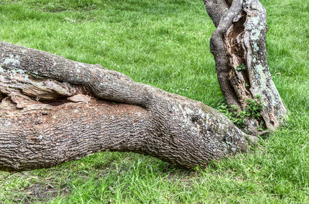 Stump