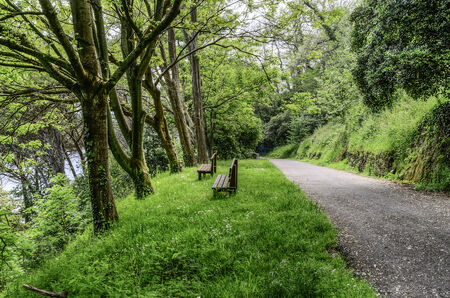 Road thru the forestの写真素材