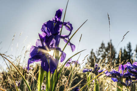 Shining sun betwen the flower's leafsの写真素材