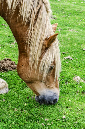 Beautiful horse high on the mountain in Spain.の写真素材