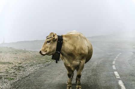 Cow on the road, high in the cold mountain of Navarra in Spain.の写真素材