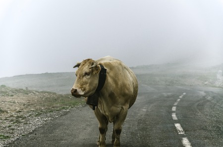 Cow on the road, high in the cold mountain of Navarra in Spain.の写真素材
