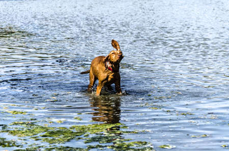 Dog playing with her owner inside the river.の写真素材