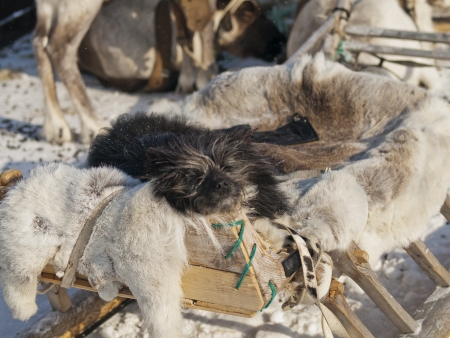 sleeping dogの写真素材